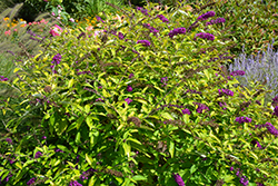 Monarch Crown Jewels Butterfly Bush (Buddleia 'Crown Jewels') at Lurvey Garden Center