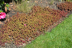 Fulda Glow Stonecrop (Sedum spurium 'Fuldaglut') at Lurvey Garden Center