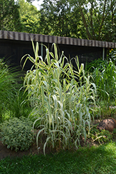 Peppermint Stick Giant Reed Grass (Arundo donax 'Peppermint Stick') at Lurvey Garden Center