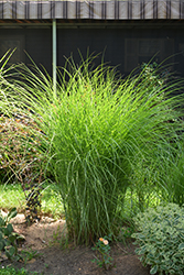 Gracillimus Maiden Grass (Miscanthus sinensis 'Gracillimus') at Lurvey Garden Center