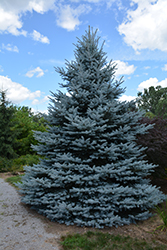 Iseli Foxtail Spruce (Picea pungens 'Iseli Foxtail') at Lurvey Garden Center