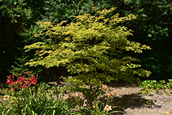 Sensu Full Moon Maple (Acer shirasawanum 'Sensu') at Lurvey Garden Center