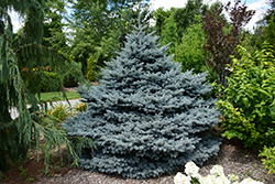 Montgomery Blue Spruce (Picea pungens 'Montgomery') at Lurvey Garden Center