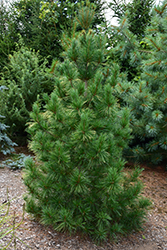 Columnar White Pine (Pinus strobus 'Fastigiata') at Lurvey Garden Center