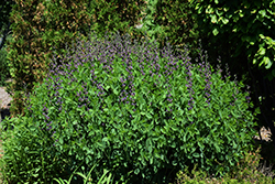 Twilite Prairieblues False Indigo (Baptisia 'Twilite') at Lurvey Garden Center