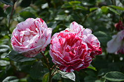 Scentimental Rose (Rosa 'Scentimental') at Lurvey Garden Center