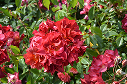 Cinco de Mayo Rose (Rosa 'Cinco de Mayo') at Lurvey Garden Center