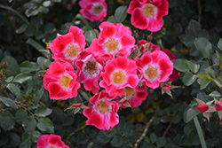 Carefree Spirit Rose (Rosa 'Carefree Spirit') at Lurvey Garden Center