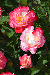 Double Delight Rose (Rosa 'Double Delight') at Lurvey Garden Center