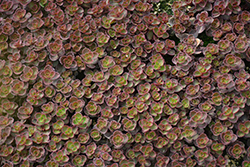 Bronze Carpet Stonecrop (Sedum spurium 'Bronze Carpet') at Lurvey Garden Center