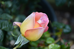 Peace Rose (Rosa 'Peace') at Lurvey Garden Center