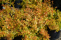 Sunrise Abelia (Abelia x grandiflora 'Sunrise') at Lurvey Garden Center
