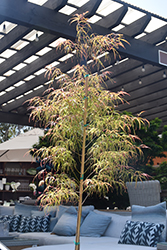 Koto No Ito Japanese Maple (Acer palmatum 'Koto No Ito') at Lurvey Garden Center