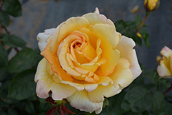 Oregold Rose (Rosa 'Oregold') at Lurvey Garden Center