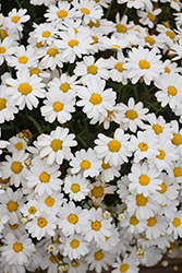 Madeira White Marguerite Daisy (Argyranthemum frutescens 'Bonmadwitim') at Lurvey Garden Center