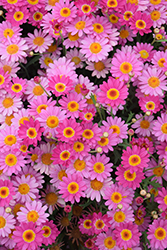Madeira Deep Pink Marguerite Daisy (Argyranthemum frutescens 'Madeira Deep Pink') at Lurvey Garden Center