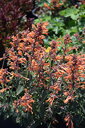 Kudos Mandarin Hyssop (Agastache 'Kudos Mandarin') at Lurvey Garden Center