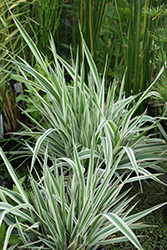 Tricolor Ribbon Grass (Phalaris arundinacea 'Feecy's Form') at Lurvey Garden Center
