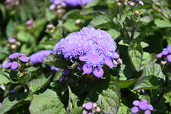 Aloha Blue Flossflower (Ageratum 'Aloha Blue') at Lurvey Garden Center