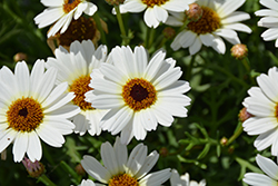 Madeira White Marguerite Daisy (Argyranthemum frutescens 'Bonmadwitim') at Lurvey Garden Center