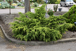 Gold Coast Juniper (Juniperus x media 'Gold Coast') at Lurvey Garden Center