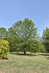 Dura Heat River Birch (Betula nigra 'Dura Heat') at Lurvey Garden Center
