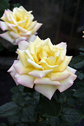 Peace Rose (Rosa 'Peace') at Lurvey Garden Center