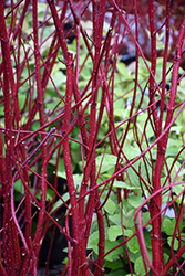 Bailey Red-Twig Dogwood (Cornus baileyi) at Lurvey Garden Center