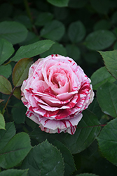 Scentimental Rose (Rosa 'Scentimental') at Lurvey Garden Center