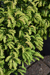 Everlow Yew (Taxus x media 'Everlow') at Lurvey Garden Center