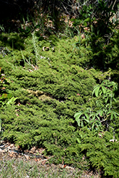 Sierra Spreader Juniper (Juniperus sabina 'Sierra Spreader') at Lurvey Garden Center
