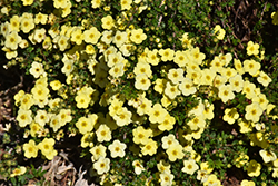 Primrose Beauty Potentilla (Potentilla fruticosa 'Primrose Beauty') at Lurvey Garden Center