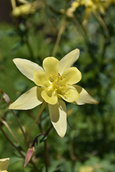 Denver Gold Columbine (Aquilegia chrysantha 'Denver Gold') at Lurvey Garden Center
