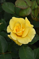 Midas Touch Rose (Rosa 'Midas Touch') at Lurvey Garden Center