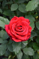 Olympiad Rose (Rosa 'Olympiad') at Lurvey Garden Center