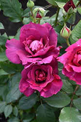 Intrigue Rose (Rosa 'Intrigue') at Lurvey Garden Center