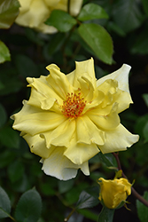 Golden Showers Rose (Rosa 'Golden Showers') at Lurvey Garden Center