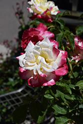 Double Delight Rose (Rosa 'Double Delight') at Lurvey Garden Center