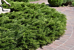 Calgary Carpet Juniper (Juniperus sabina 'Calgary Carpet') at Lurvey Garden Center