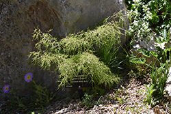 Trost's Dwarf European Birch (Betula pendula 'Trost's Dwarf') at Lurvey Garden Center