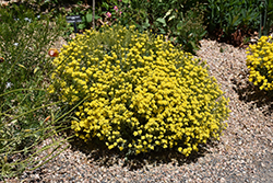 Basket Of Gold Alyssum (Aurinia saxatilis 'Basket Of Gold') at Lurvey Garden Center