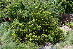 Greenleaf Manzanita (Arctostaphylos patula) at Lurvey Garden Center