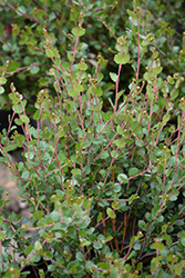 Arctic Birch (Betula nana) at Lurvey Garden Center