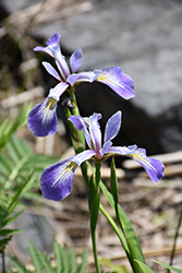 Blue Flag Iris (Iris versicolor) at Lurvey Garden Center