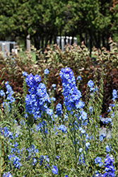 Blue Fountains Larkspur (Delphinium 'Blue Fountains') at Lurvey Garden Center