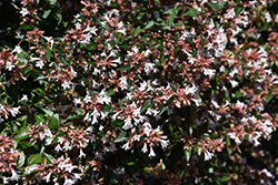 Glossy Abelia (Abelia x grandiflora) at Lurvey Garden Center