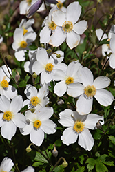 Wild Swan Anemone (Anemone 'Macane001') at Lurvey Garden Center