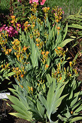 Freckle Face Blackberry Lily (Belamcanda chinensis 'Freckle Face') at Lurvey Garden Center