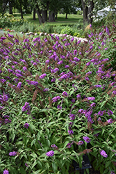 Buzz Purple Butterfly Bush (Buddleia davidii 'Buzz Purple') at Lurvey Garden Center