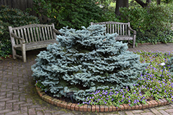 Thume Blue Spruce (Picea pungens 'Thume') at Lurvey Garden Center